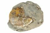 Cretaceous Fossil Ammonite (Sphenodiscus) - South Dakota #189334-1